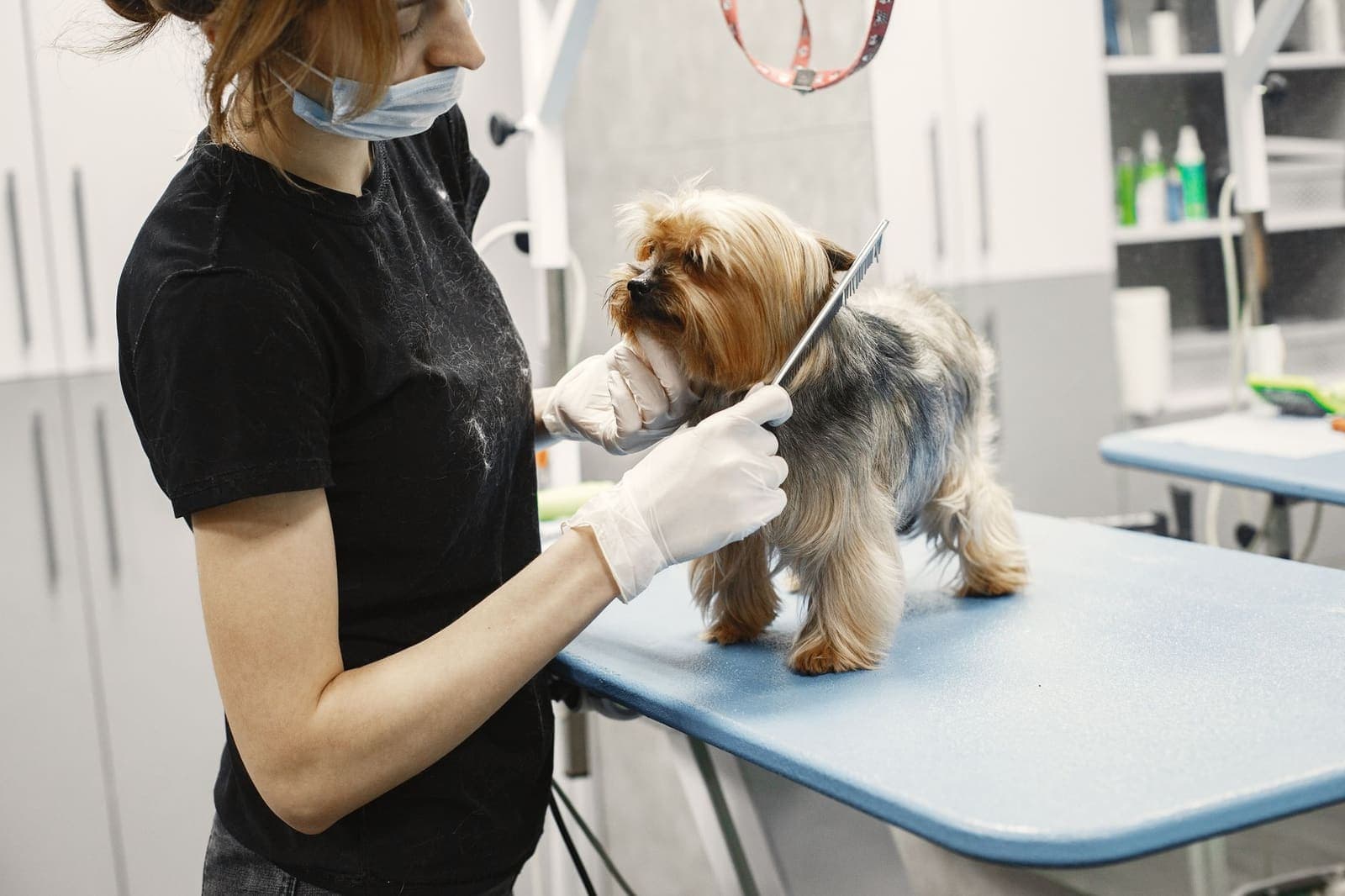 Pet Care services in Clare, Ireland